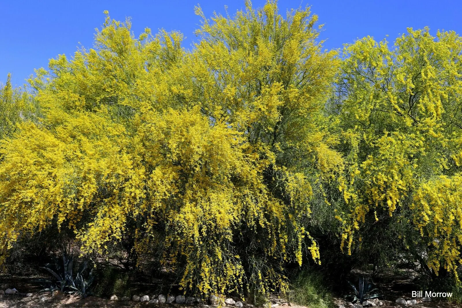 Jerusalem Thorn Mexican Paloverde Parkinsonia aculeata 100 Seeds  USA Company