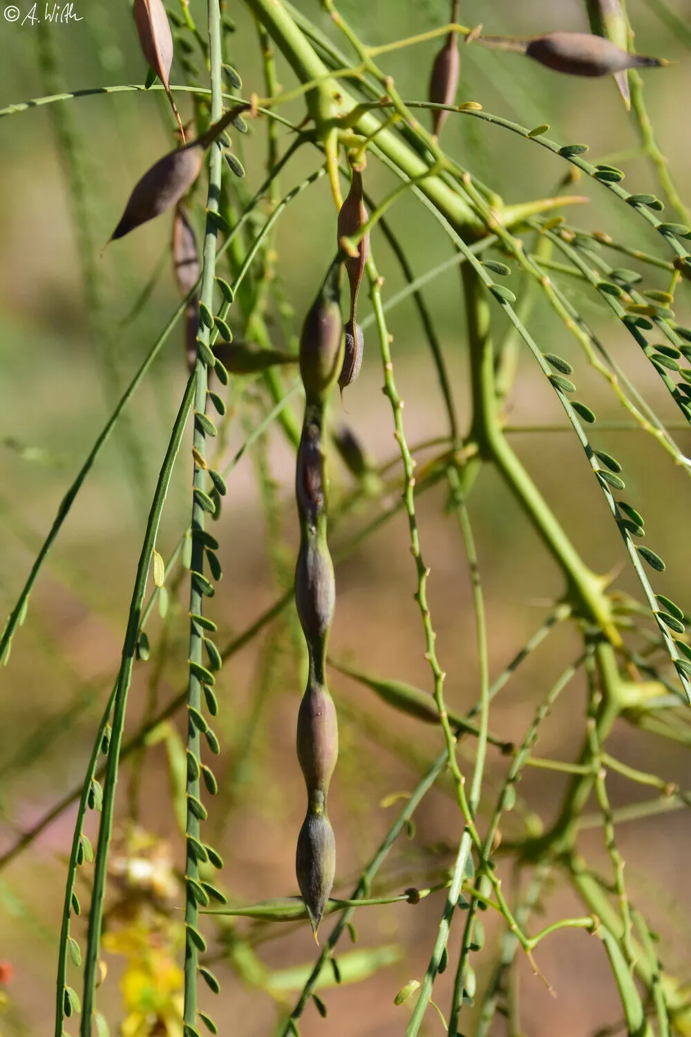 Jerusalem Thorn Mexican Paloverde Parkinsonia aculeata 100 Seeds  USA Company