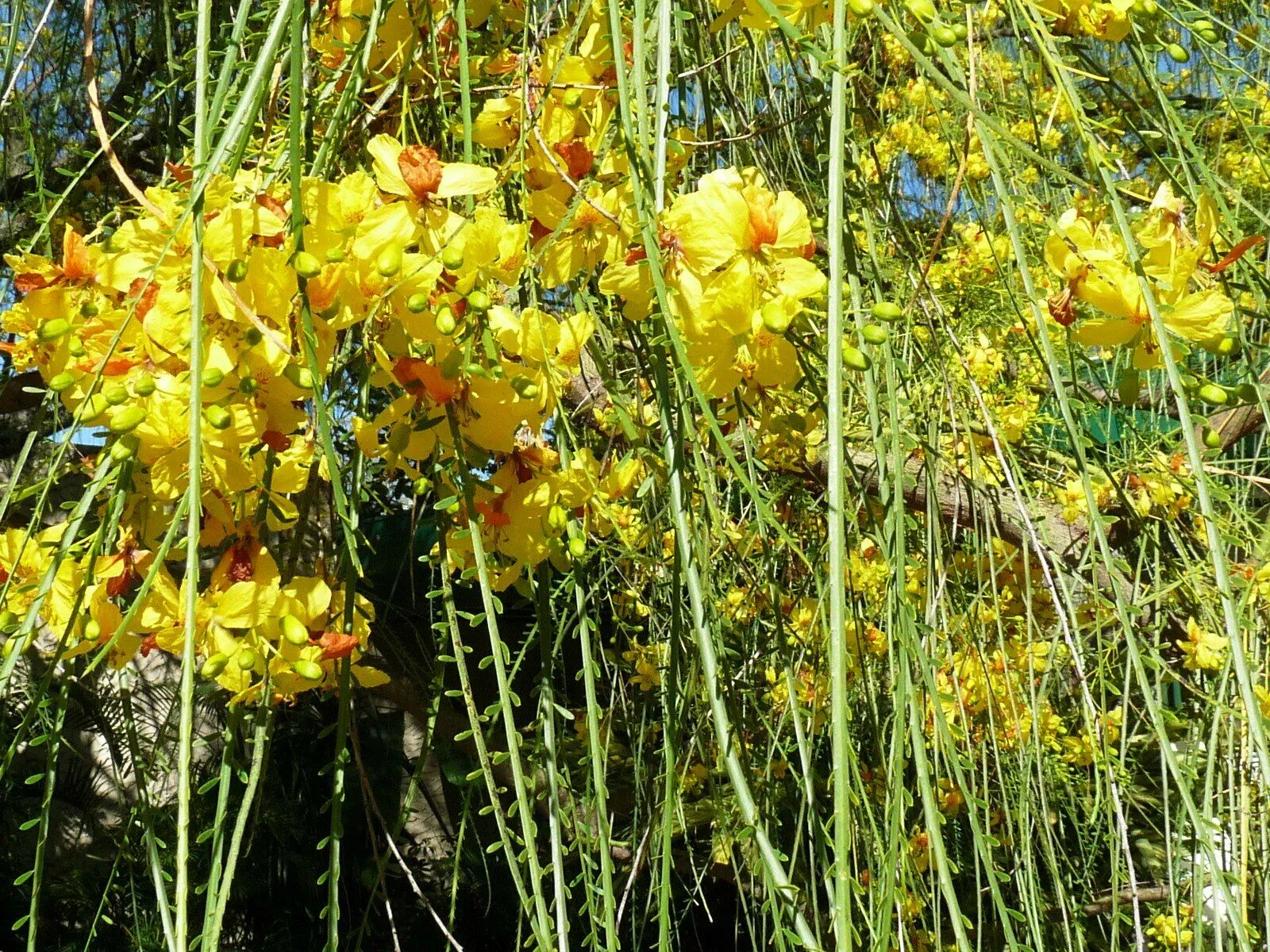 Jerusalem Thorn Mexican Paloverde Parkinsonia aculeata 100 Seeds  USA Company