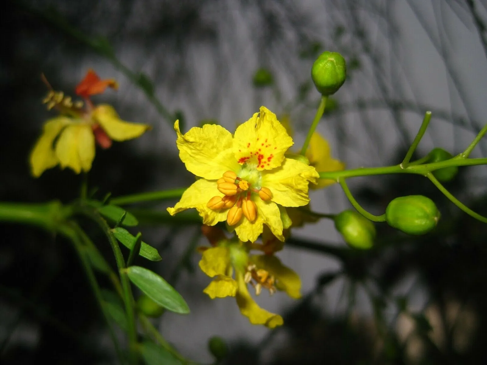 Jerusalem Thorn Mexican Paloverde Parkinsonia aculeata 100 Seeds  USA Company