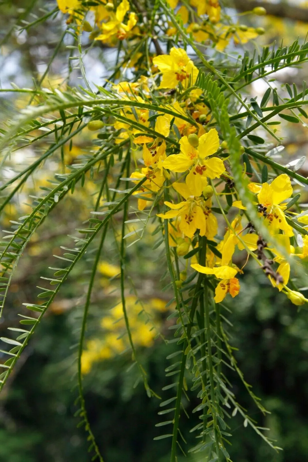 Jerusalem Thorn Mexican Paloverde Parkinsonia aculeata 100 Seeds  USA Company