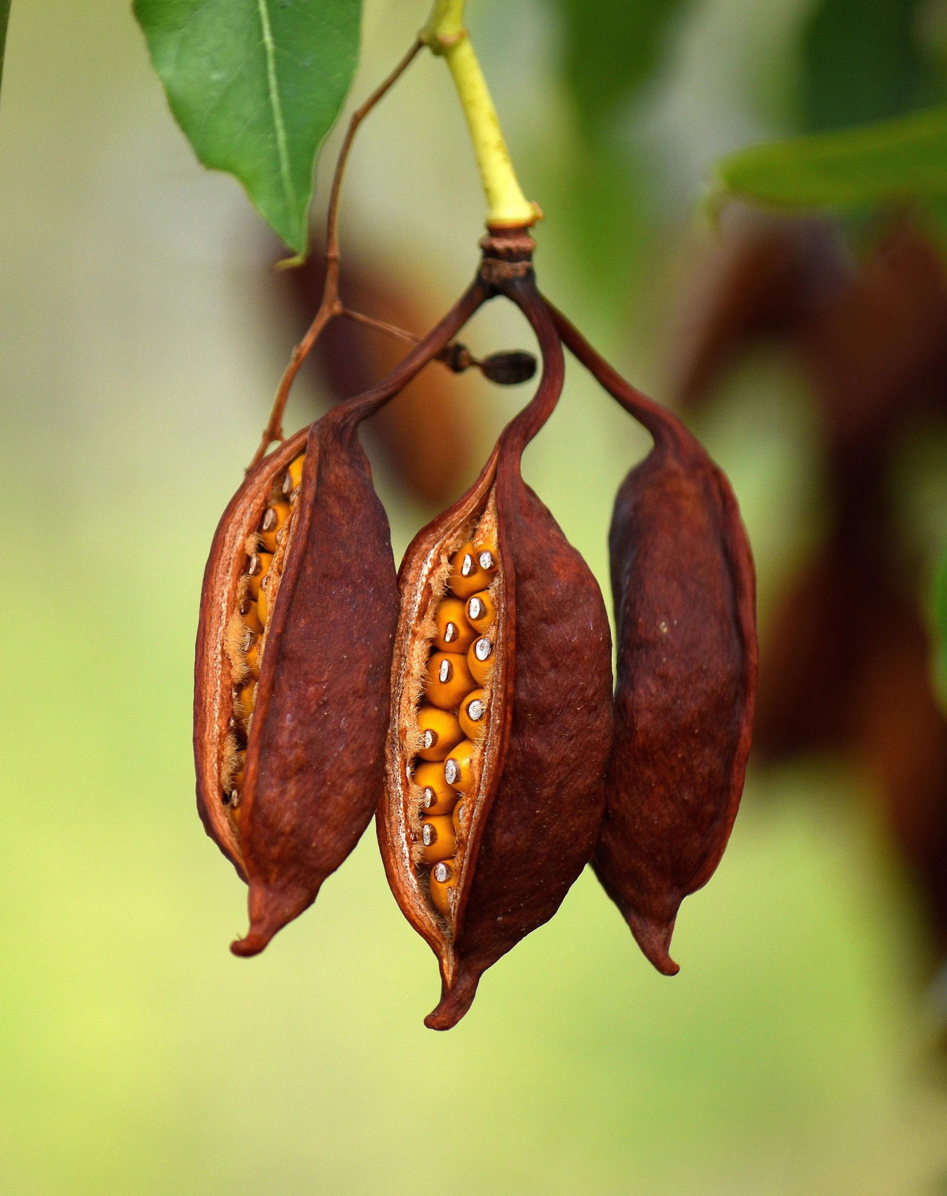 Kurrajong Bottle Tree  100 Seeds  Brachychiton populneus  USA Company