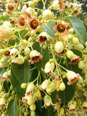 Kurrajong Bottle Tree  100 Seeds  Brachychiton populneus  USA Company