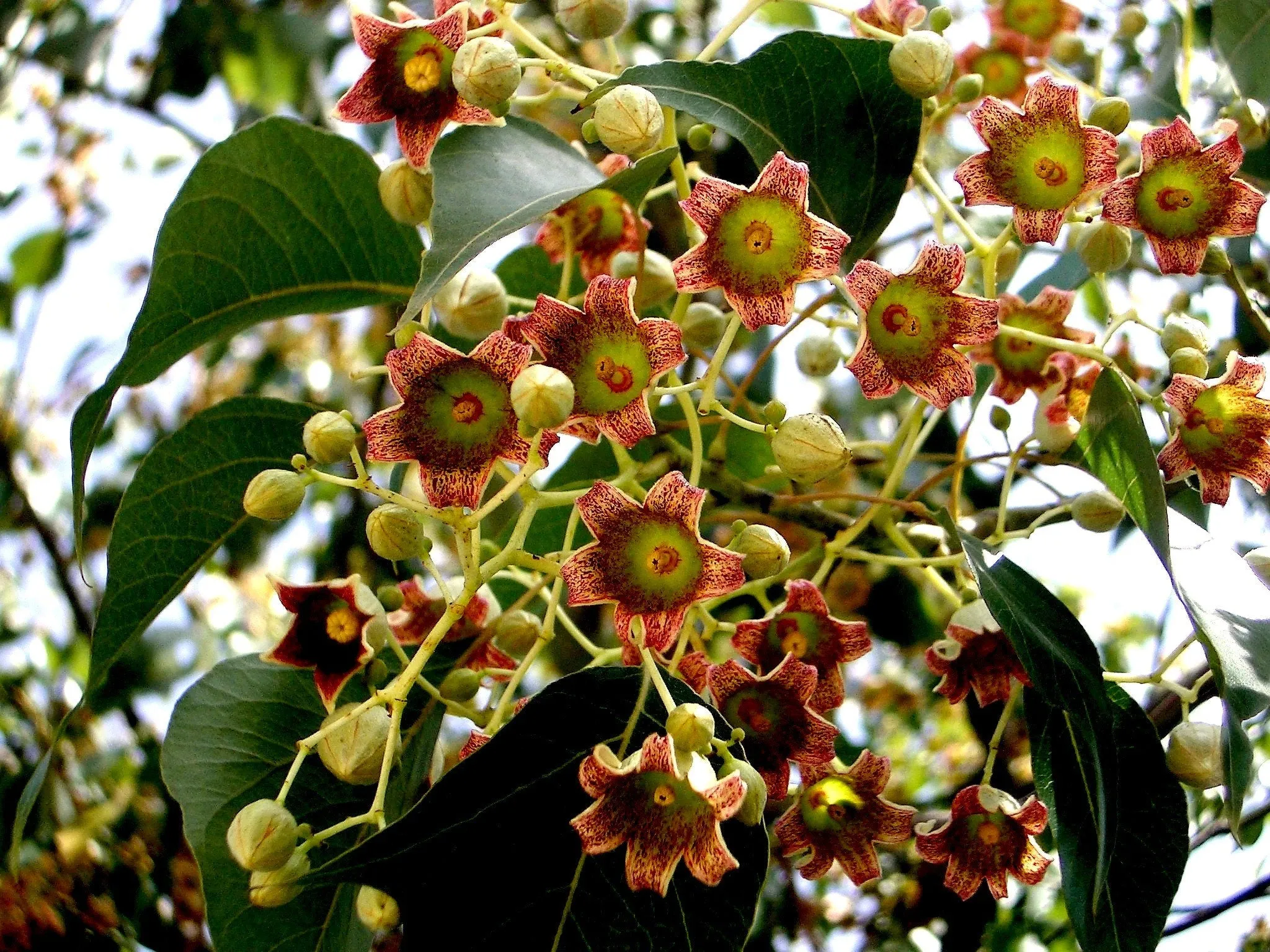 Kurrajong Bottle Tree  100 Seeds  Brachychiton populneus  USA Company