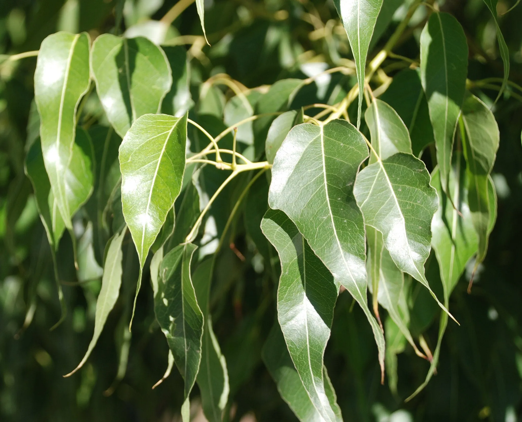 Kurrajong Bottle Tree  100 Seeds  Brachychiton populneus  USA Company