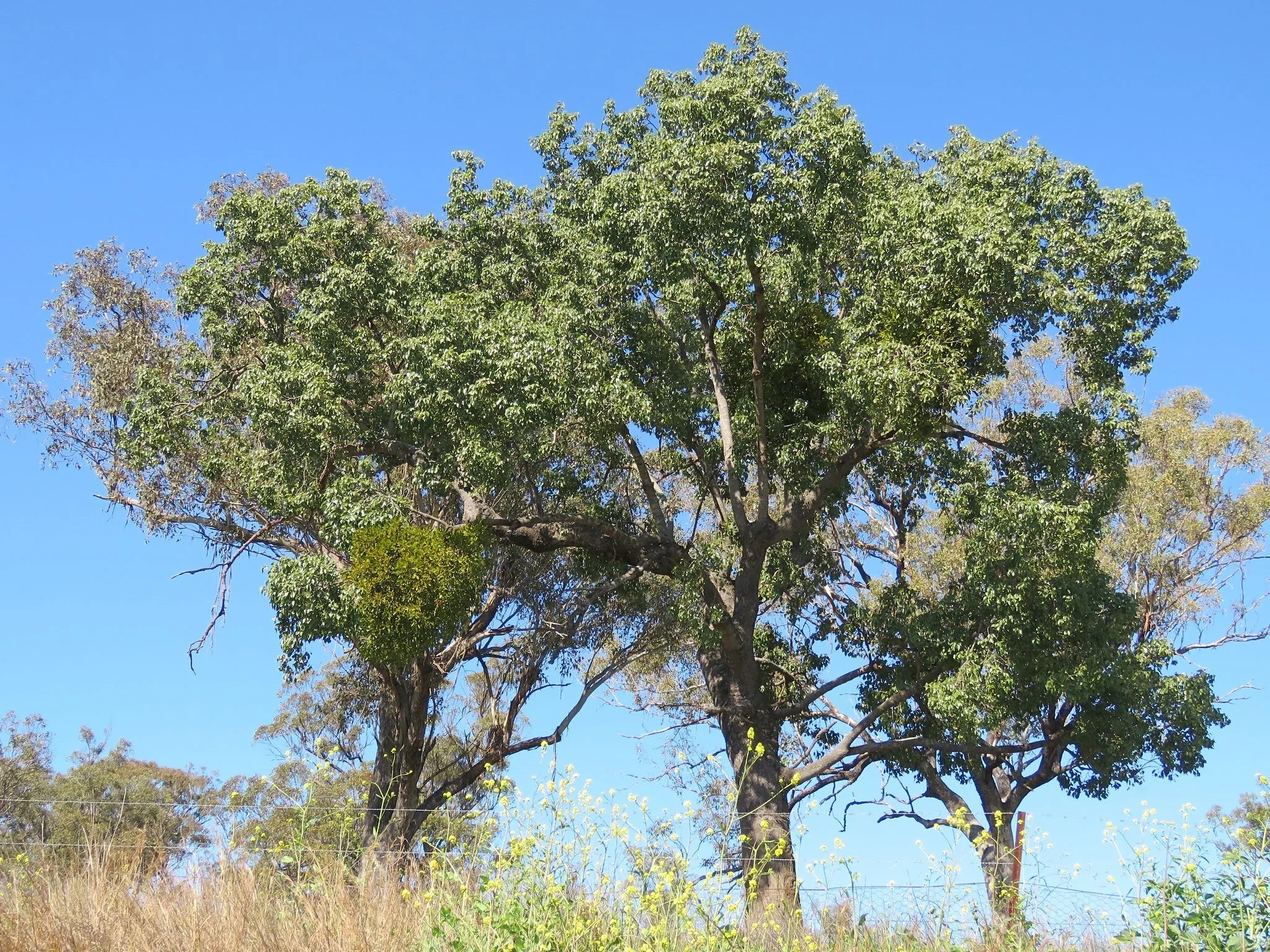 Kurrajong Bottle Tree  100 Seeds  Brachychiton populneus  USA Company