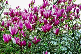 Lily Magnolia Magnolia liliiflora 20 Seeds   USA Company