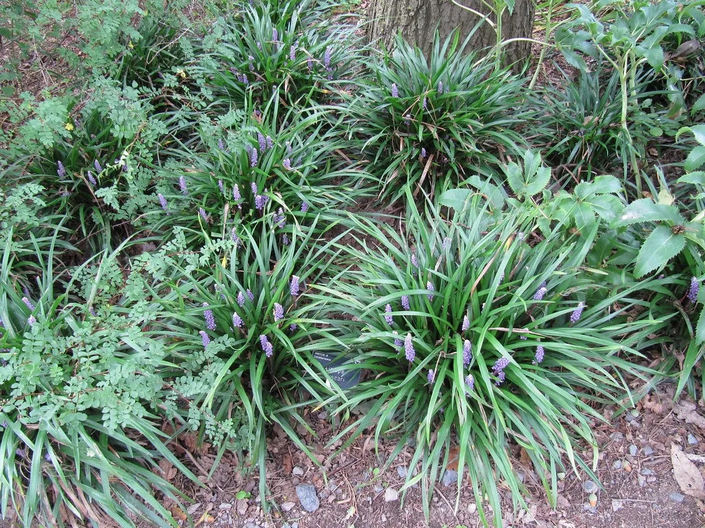 Lilyturf 20 Seeds Liriope   USA Company