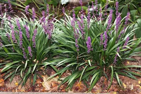 Lilyturf 20 Seeds Liriope   USA Company