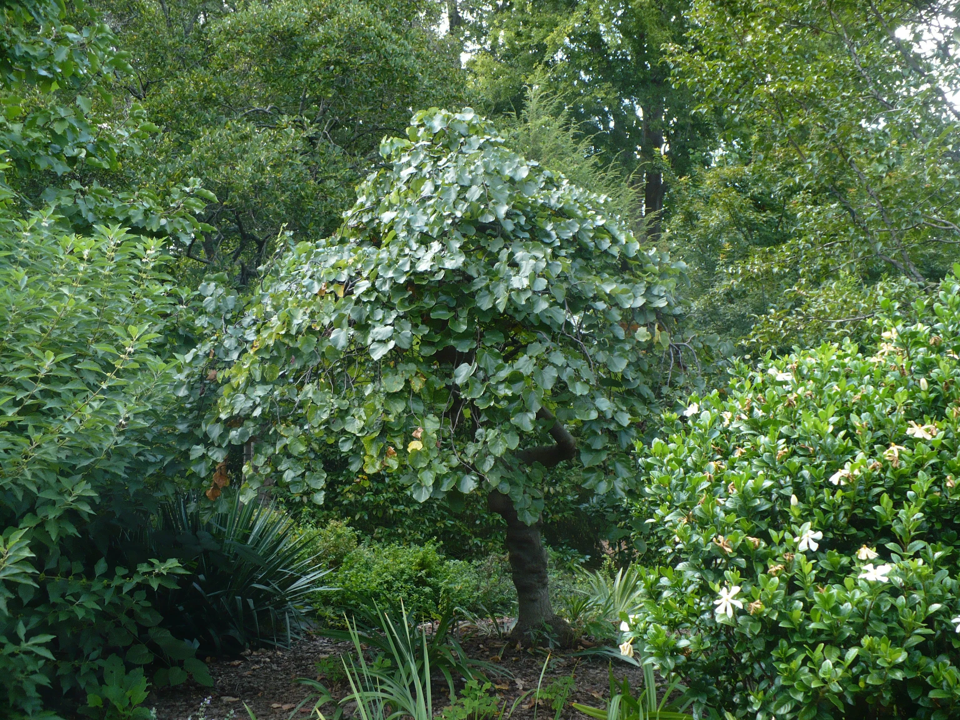 Mexican Redbud  Cercis canadensis var. mexicana  20 Seeds 1 Gram  USA Company