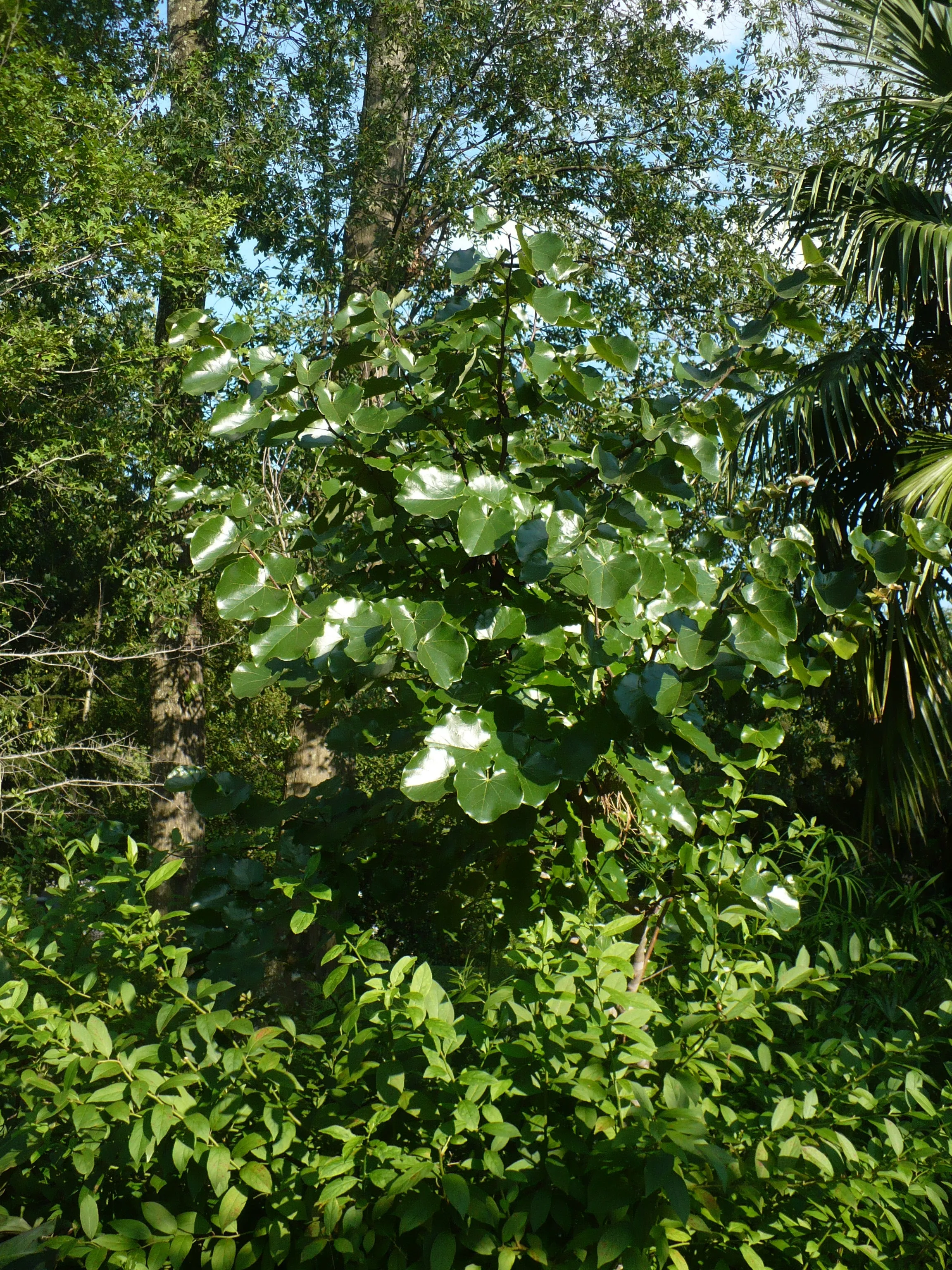 Mexican Redbud  Cercis canadensis var. mexicana  20 Seeds 1 Gram  USA Company