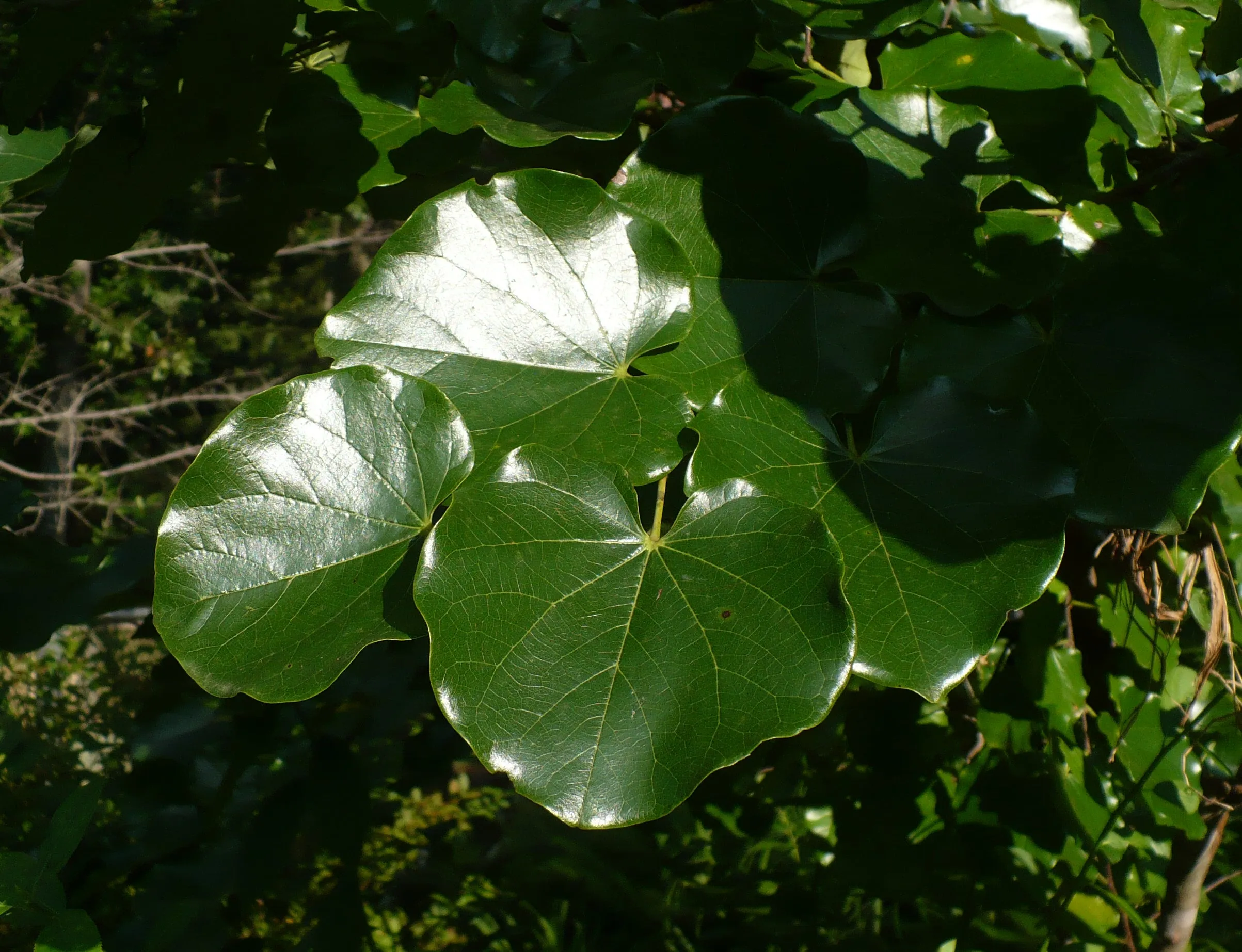 Mexican Redbud  Cercis canadensis var. mexicana  20 Seeds 1 Gram  USA Company