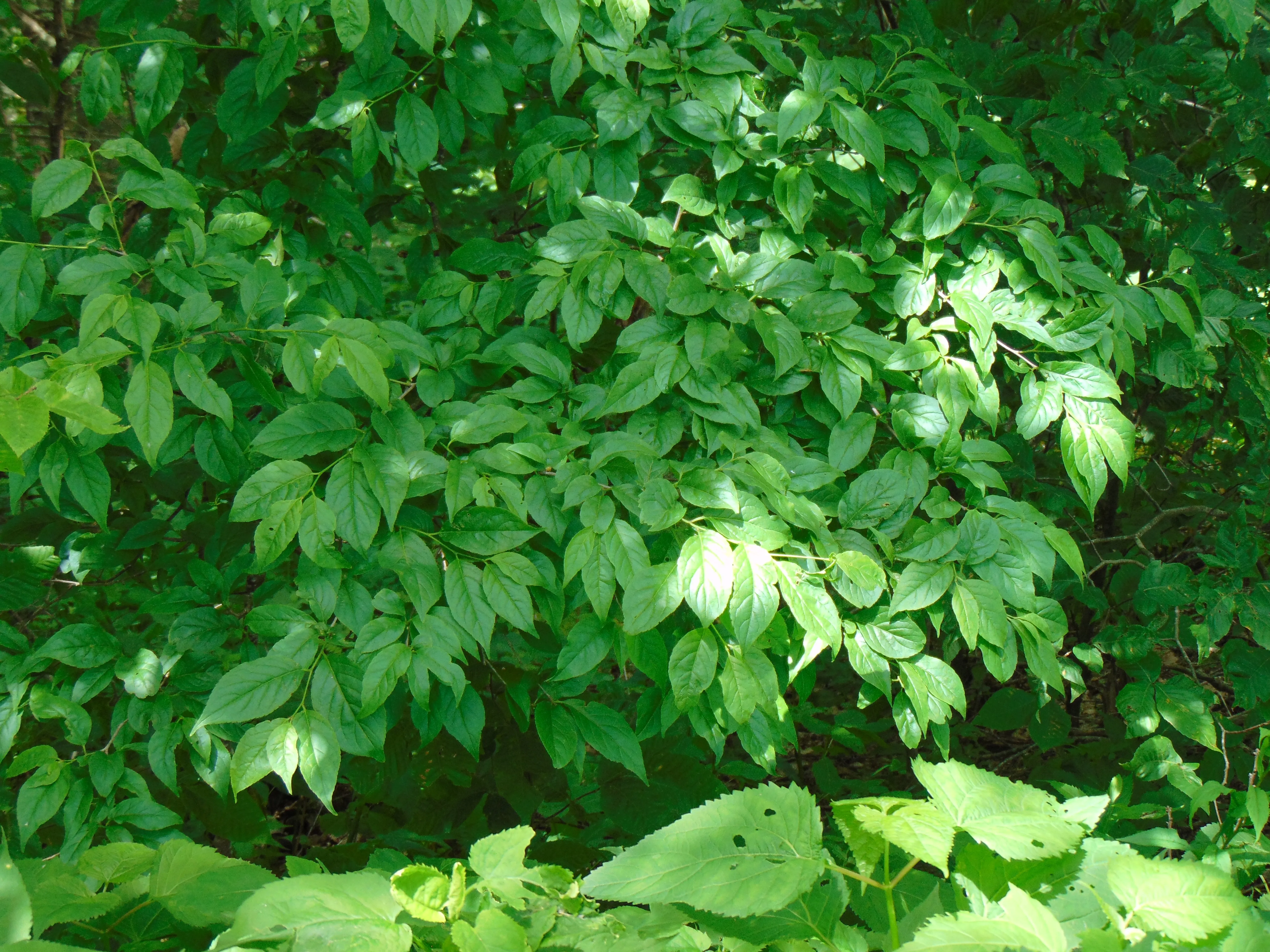 Mountain Holly  Ilex montana  100 Seeds  USA Company