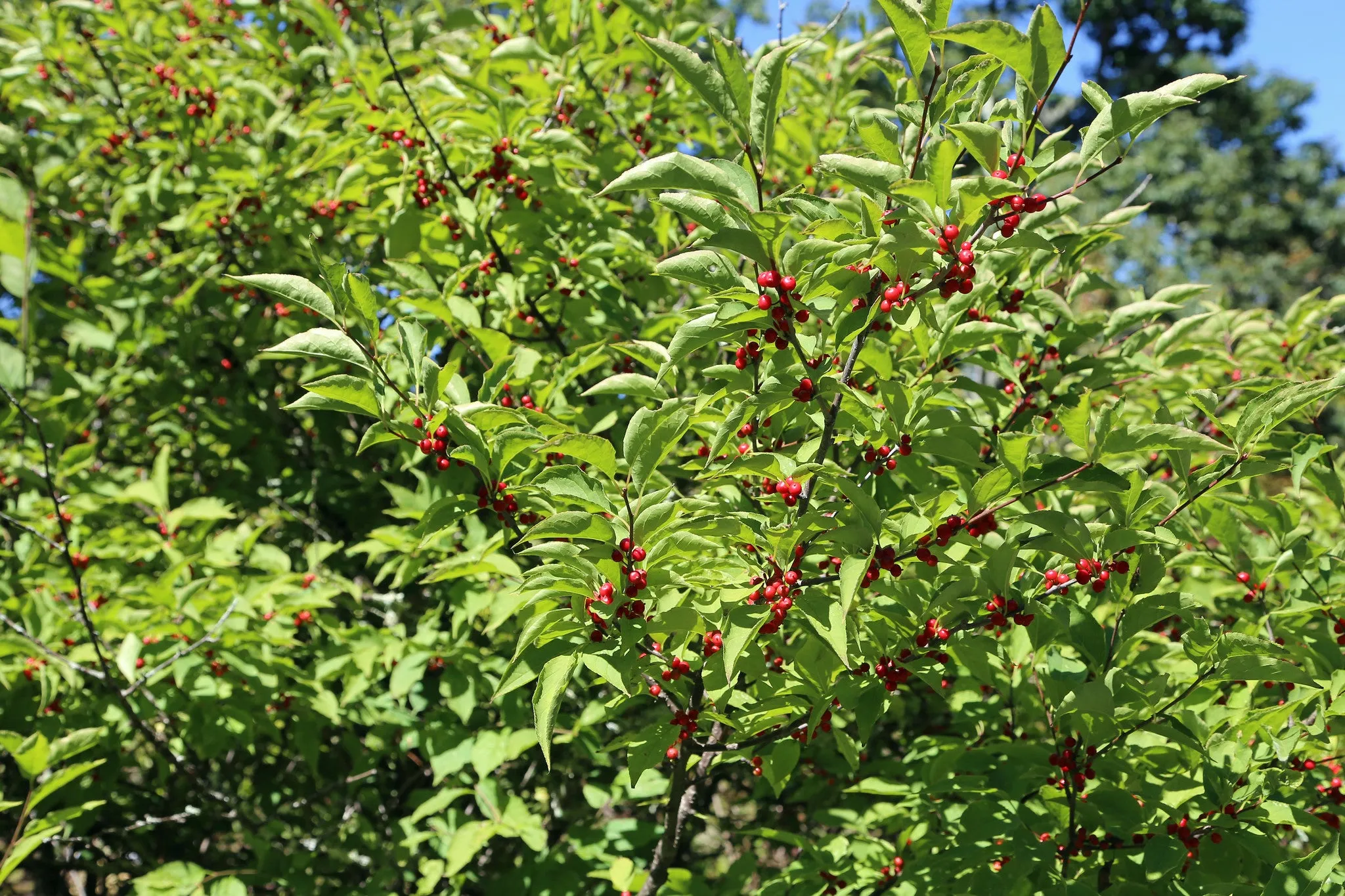 Mountain Holly  Ilex montana  100 Seeds  USA Company