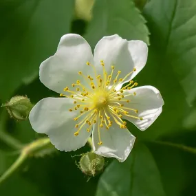 Multiflora Rose Rosa multiflora 10 Seeds   USA Company