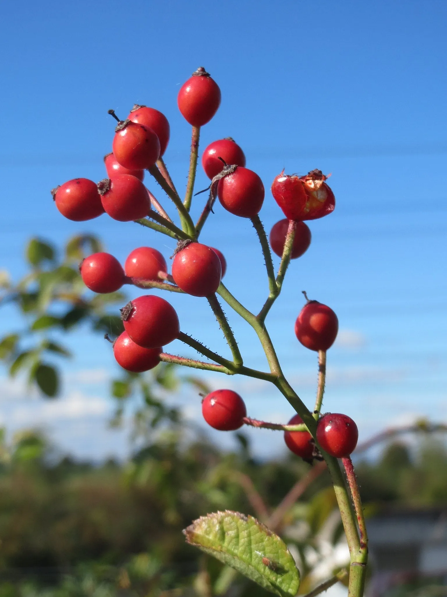 Multiflora Rose Rosa multiflora 10 Seeds   USA Company