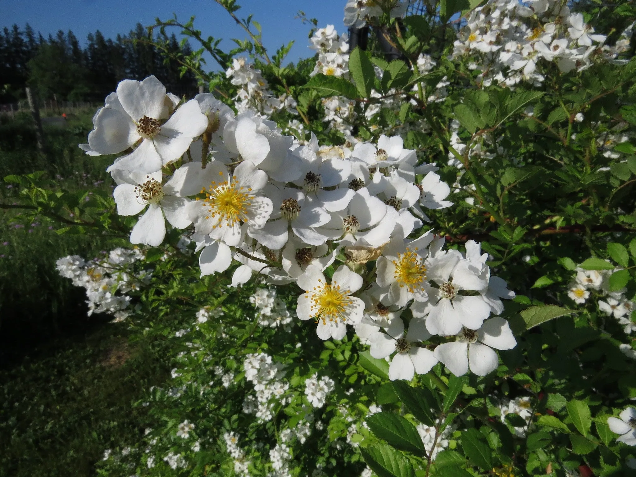 Multiflora Rose Rosa multiflora 10 Seeds   USA Company