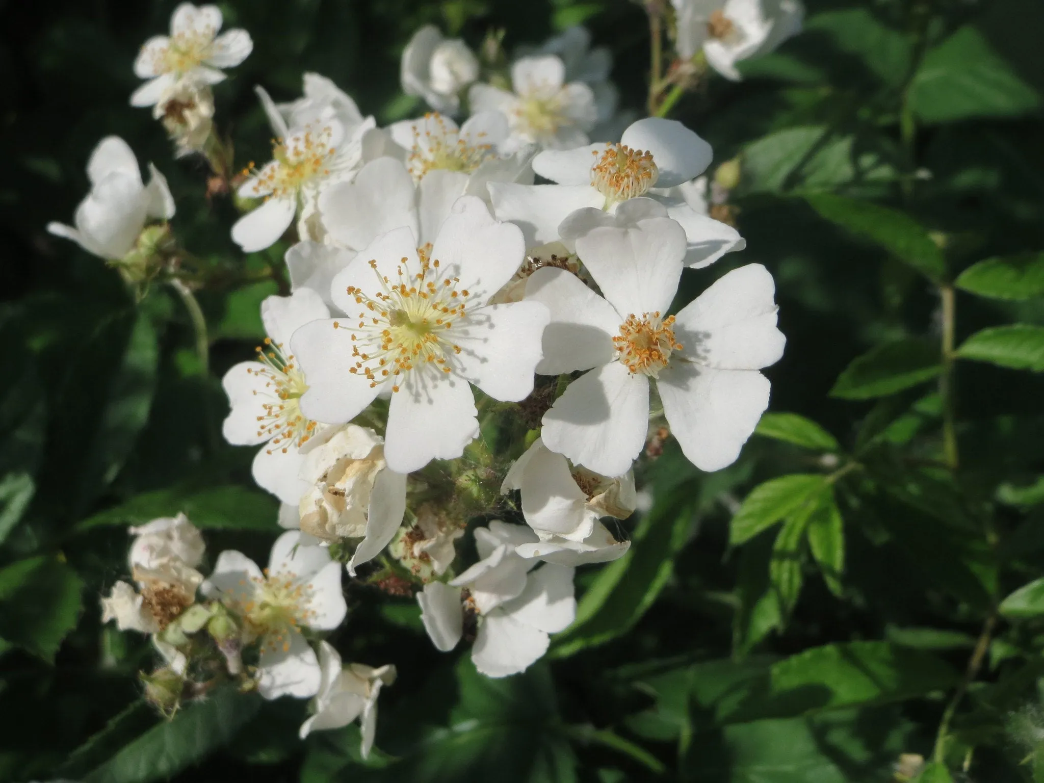 Multiflora Rose Rosa multiflora 10 Seeds   USA Company