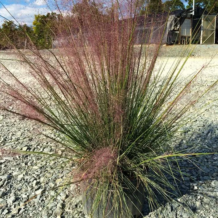 Pink Muhly Grass