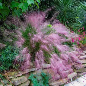 Pink Muhly Grass