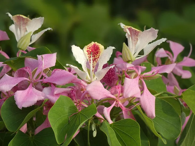 Pink Orchid Tree Bauhinia monandra 10 Seeds  USA Company