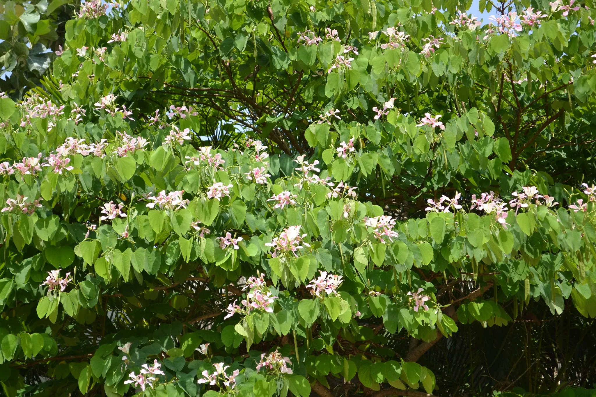 Pink Orchid Tree Bauhinia monandra 10 Seeds  USA Company