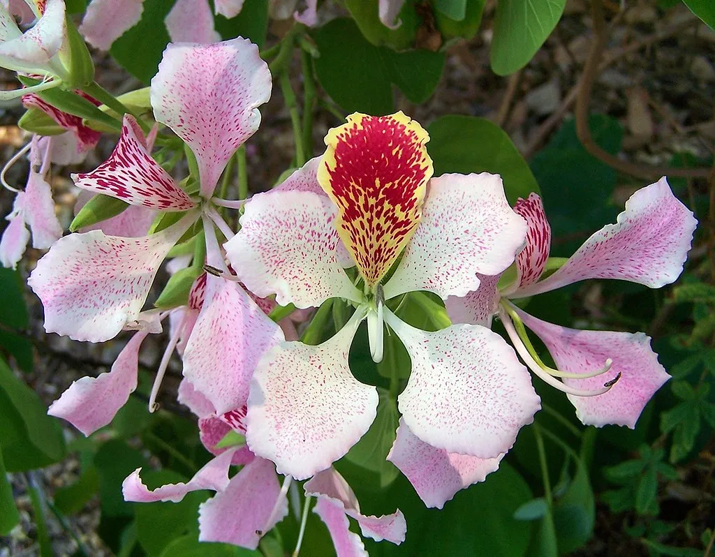 Pink Orchid Tree Bauhinia monandra 10 Seeds  USA Company