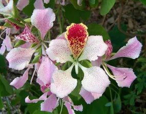 Pink Orchid Tree Bauhinia monandra 10 Seeds  USA Company