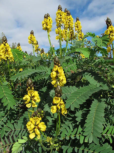 Popcorn Cassia  10 Seeds  Cassia didymobotrya