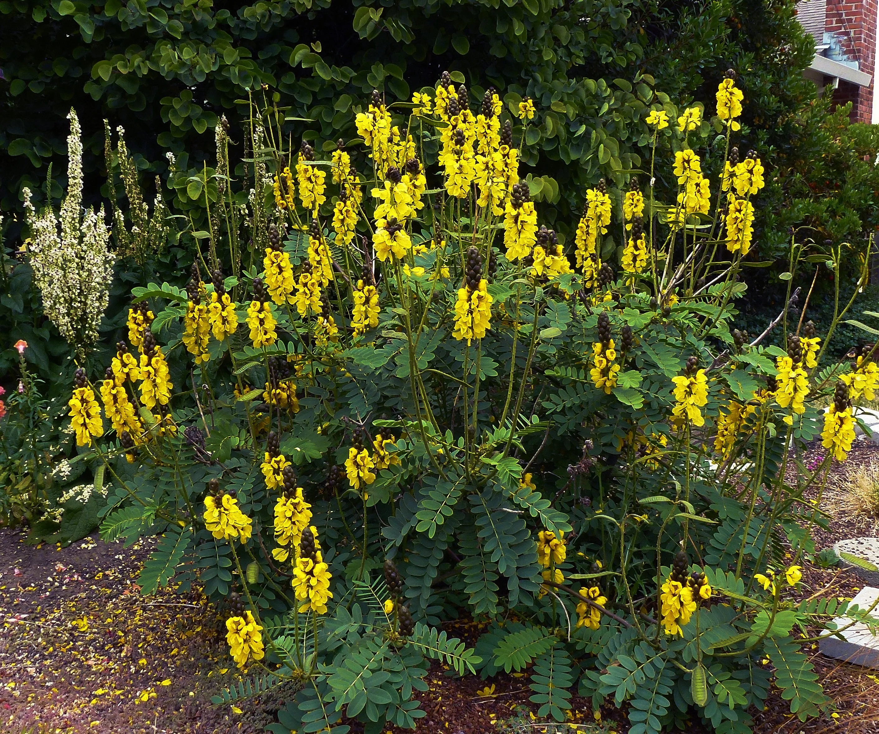 Popcorn Cassia  10 Seeds  Cassia didymobotrya