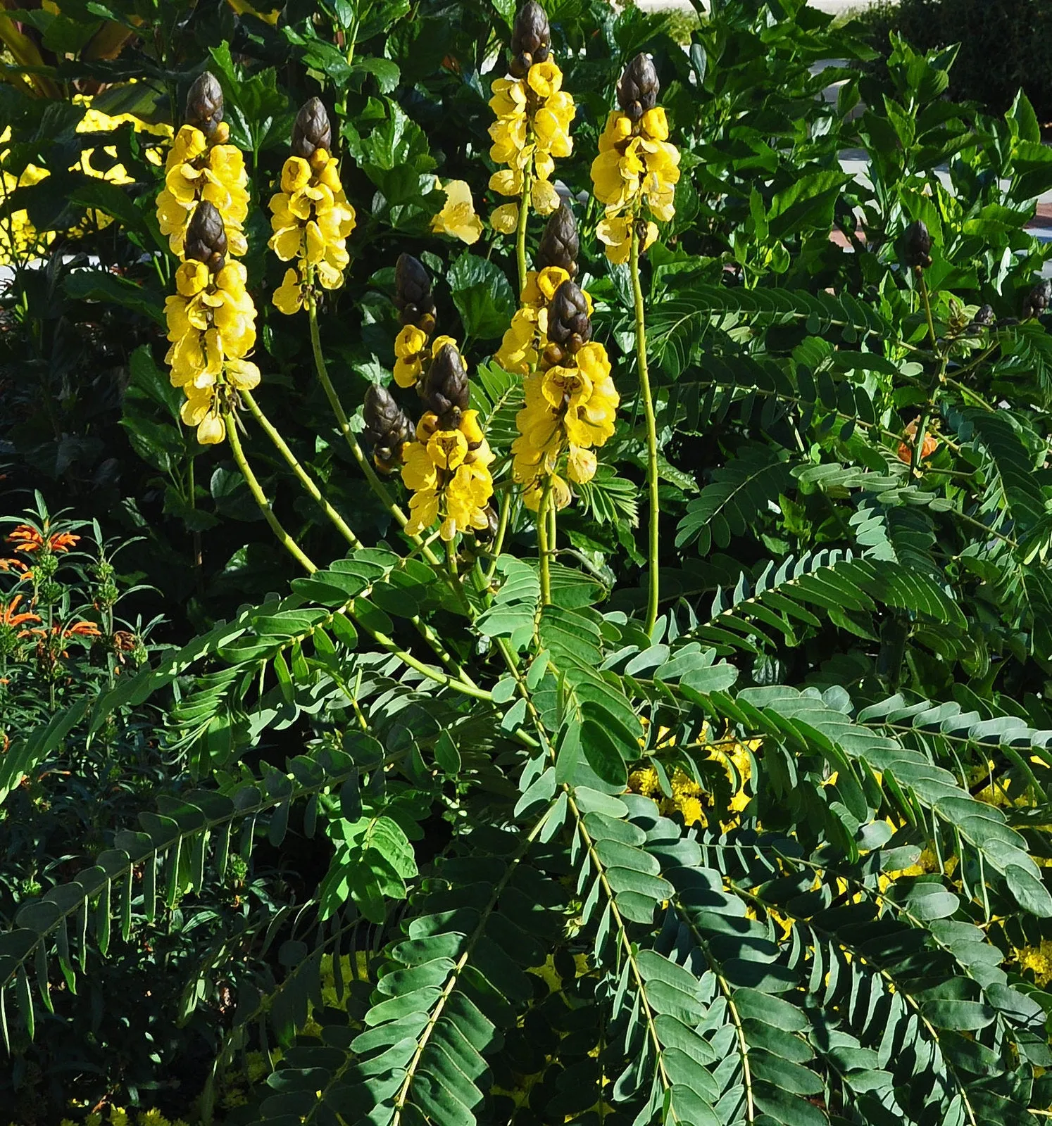 Popcorn Cassia  10 Seeds  Cassia didymobotrya