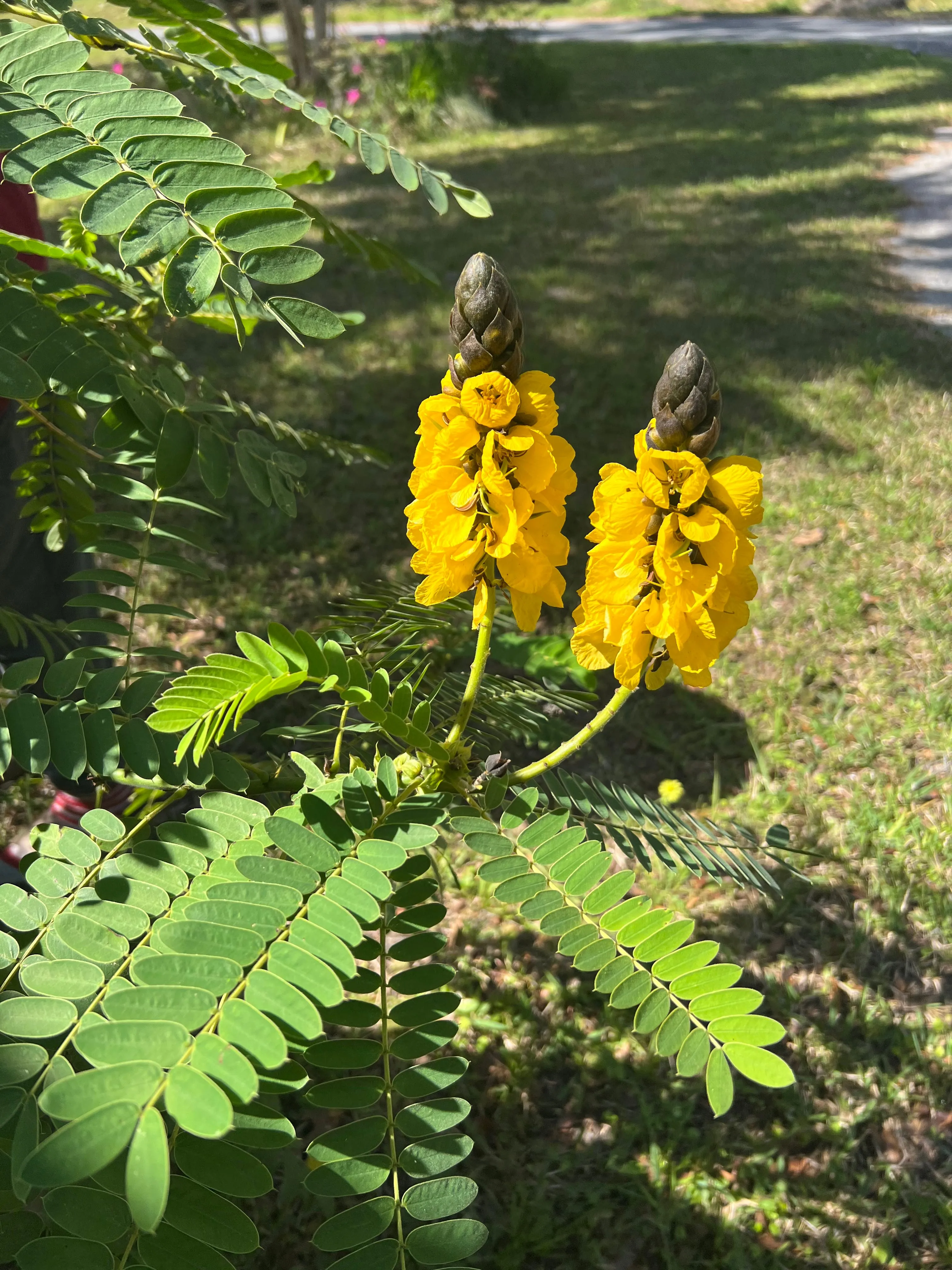 Popcorn Cassia  10 Seeds  Cassia didymobotrya