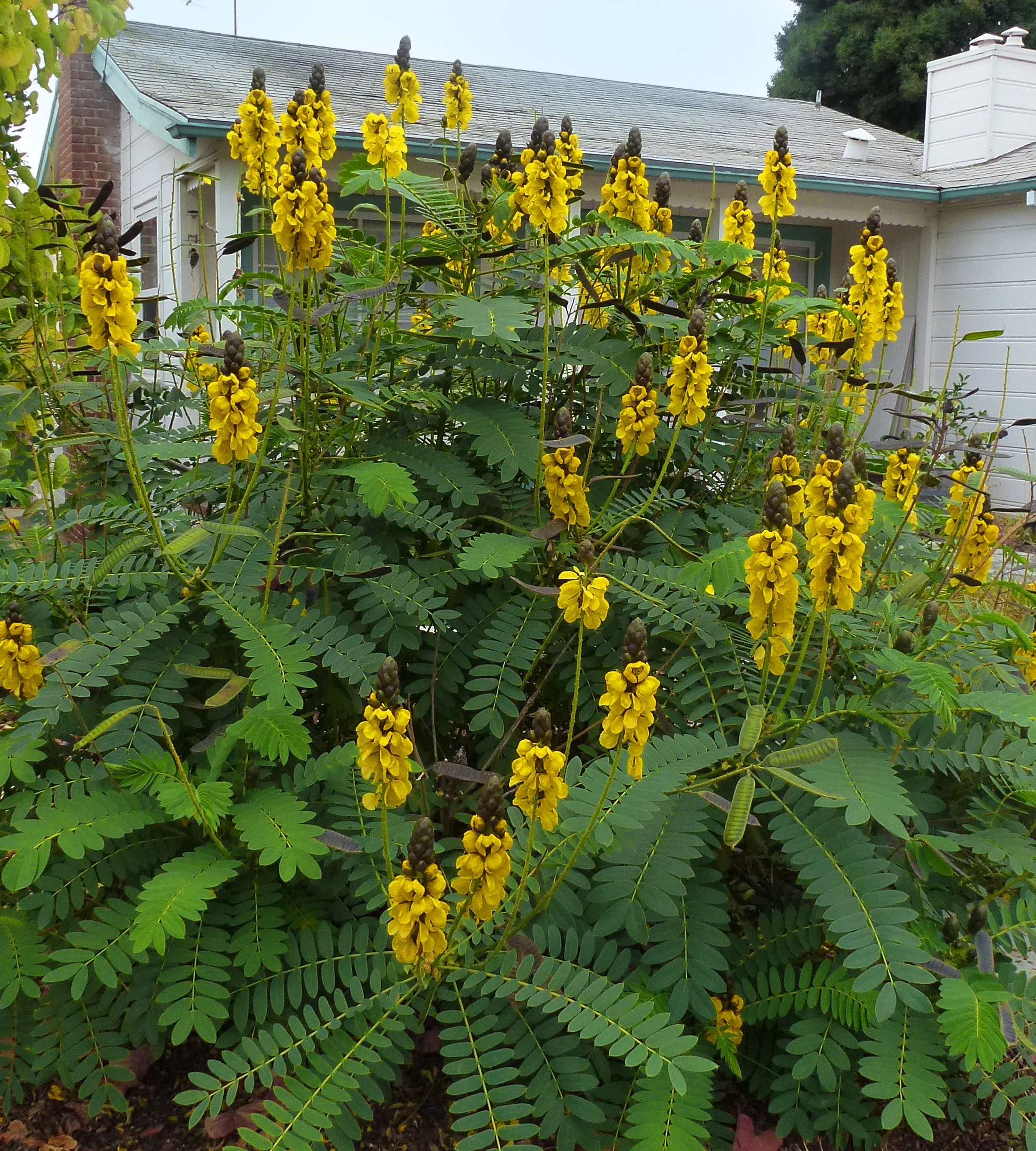 Popcorn Cassia  10 Seeds  Cassia didymobotrya