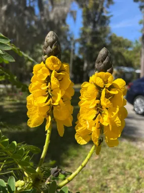 Popcorn Cassia  10 Seeds  Cassia didymobotrya