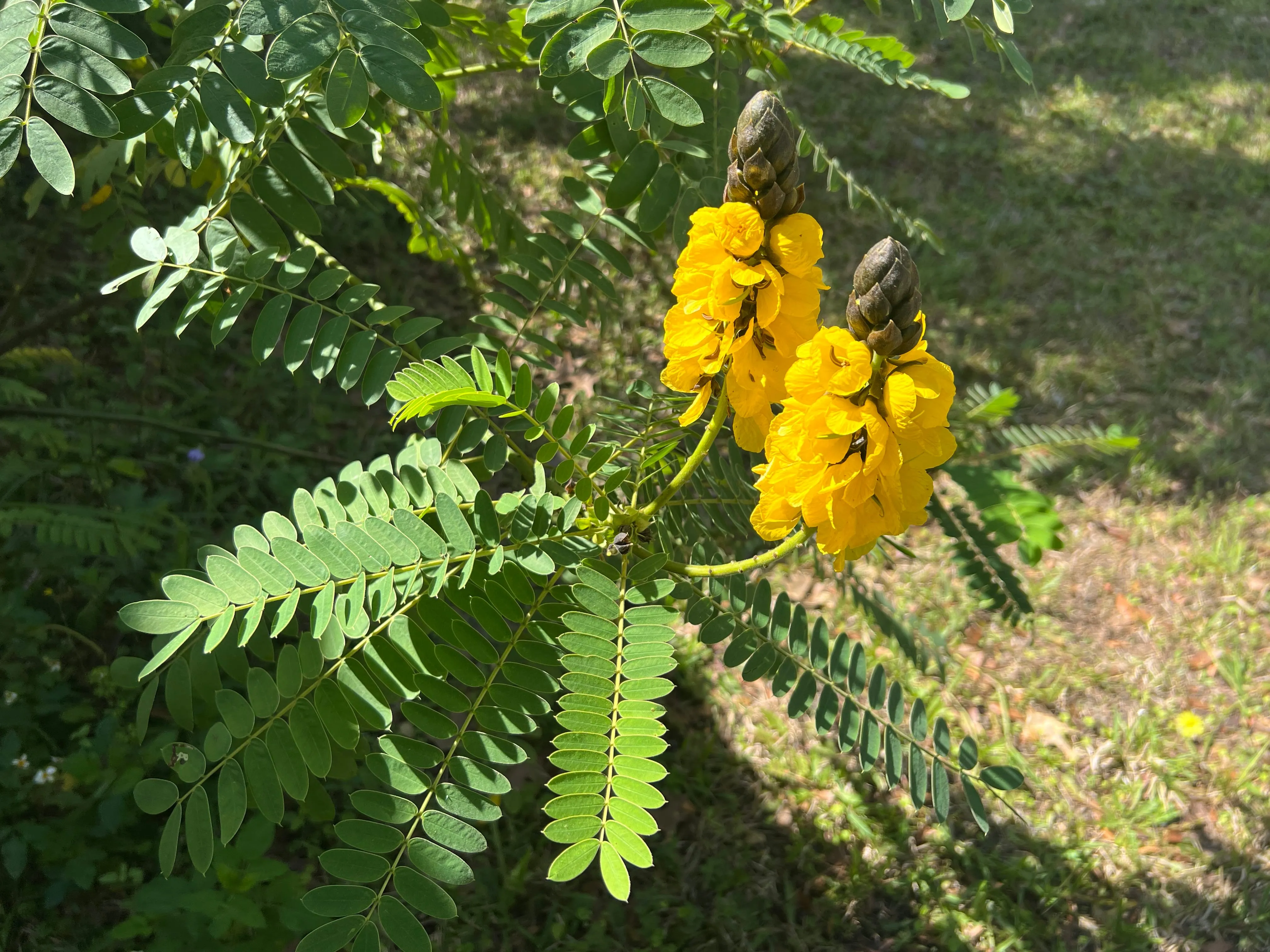 Popcorn Cassia  10 Seeds  Cassia didymobotrya