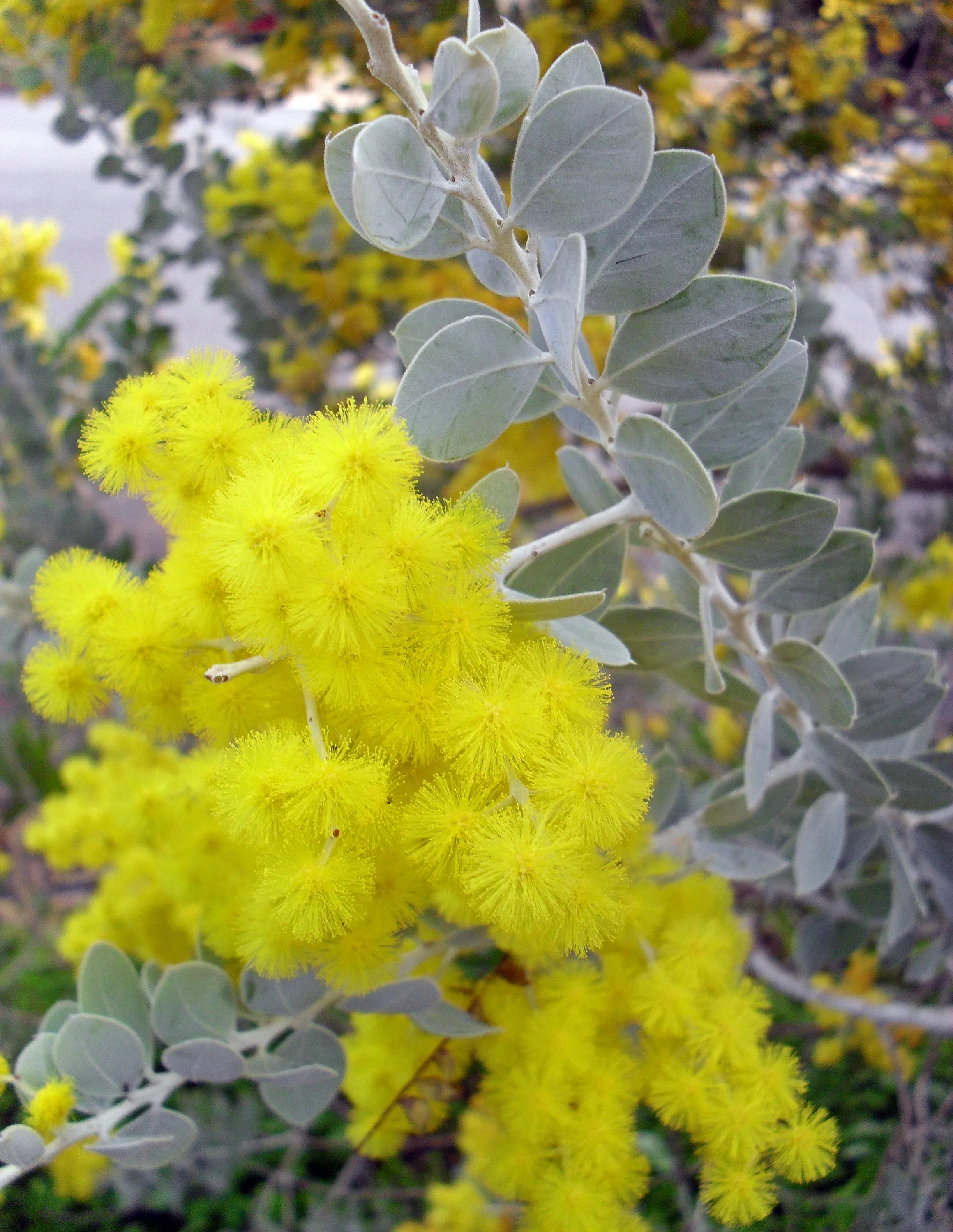 Queensland Silver Wattle  100 Seeds  Acacia podayriifolia  USA Company