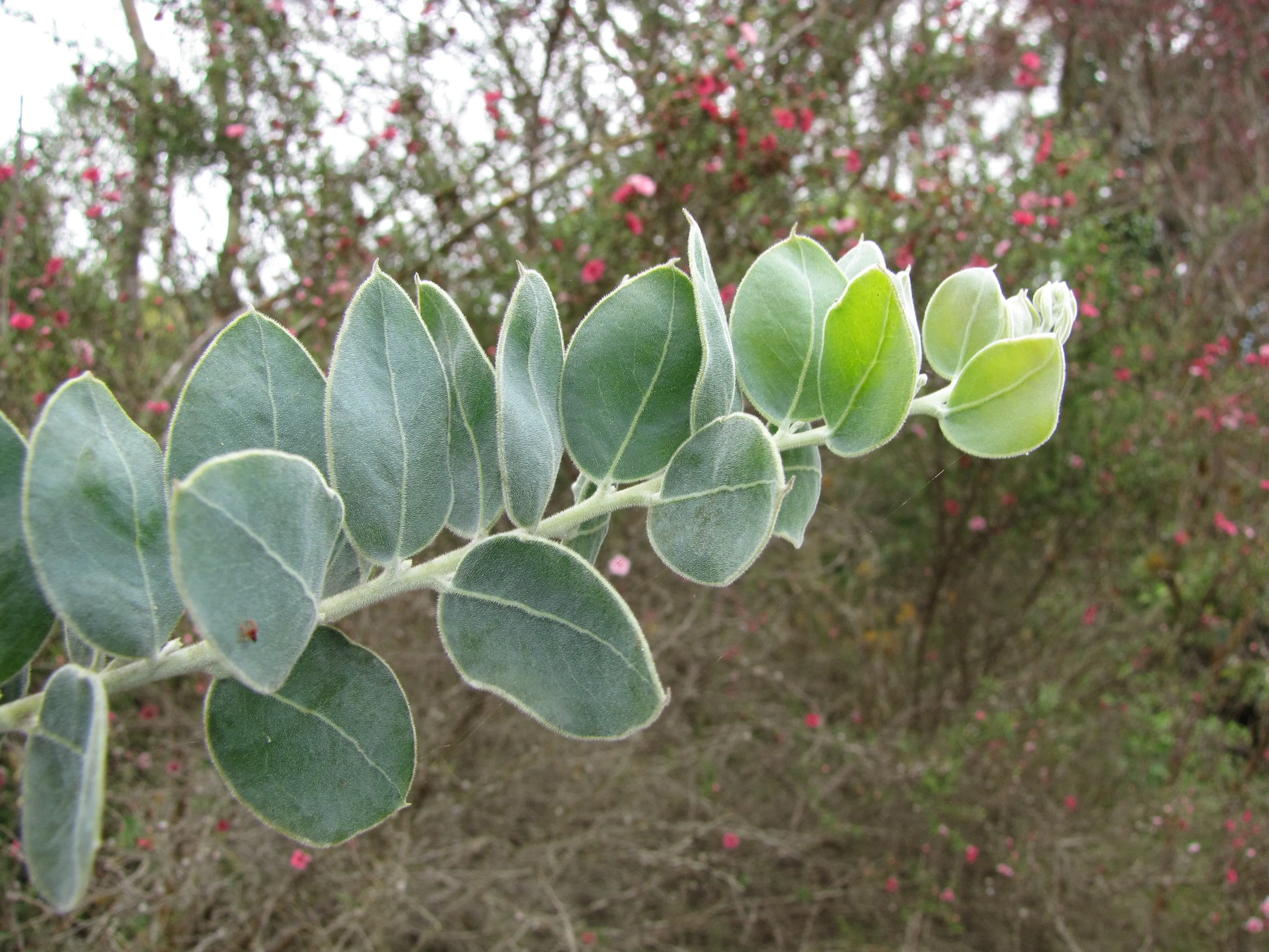 Queensland Silver Wattle  100 Seeds  Acacia podayriifolia  USA Company