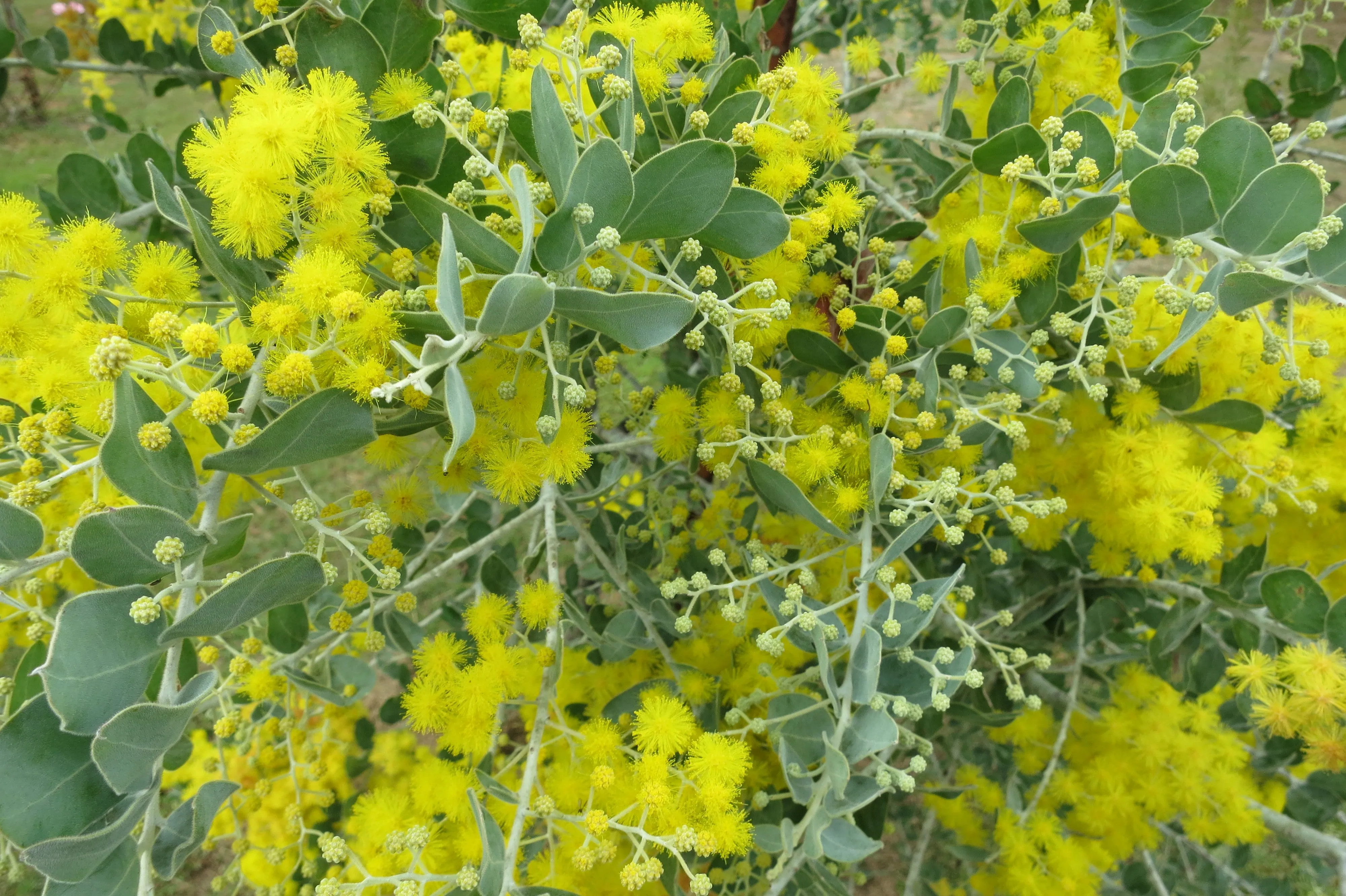 Queensland Silver Wattle  100 Seeds  Acacia podayriifolia  USA Company