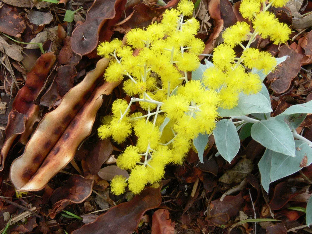 Queensland Silver Wattle  100 Seeds  Acacia podayriifolia  USA Company