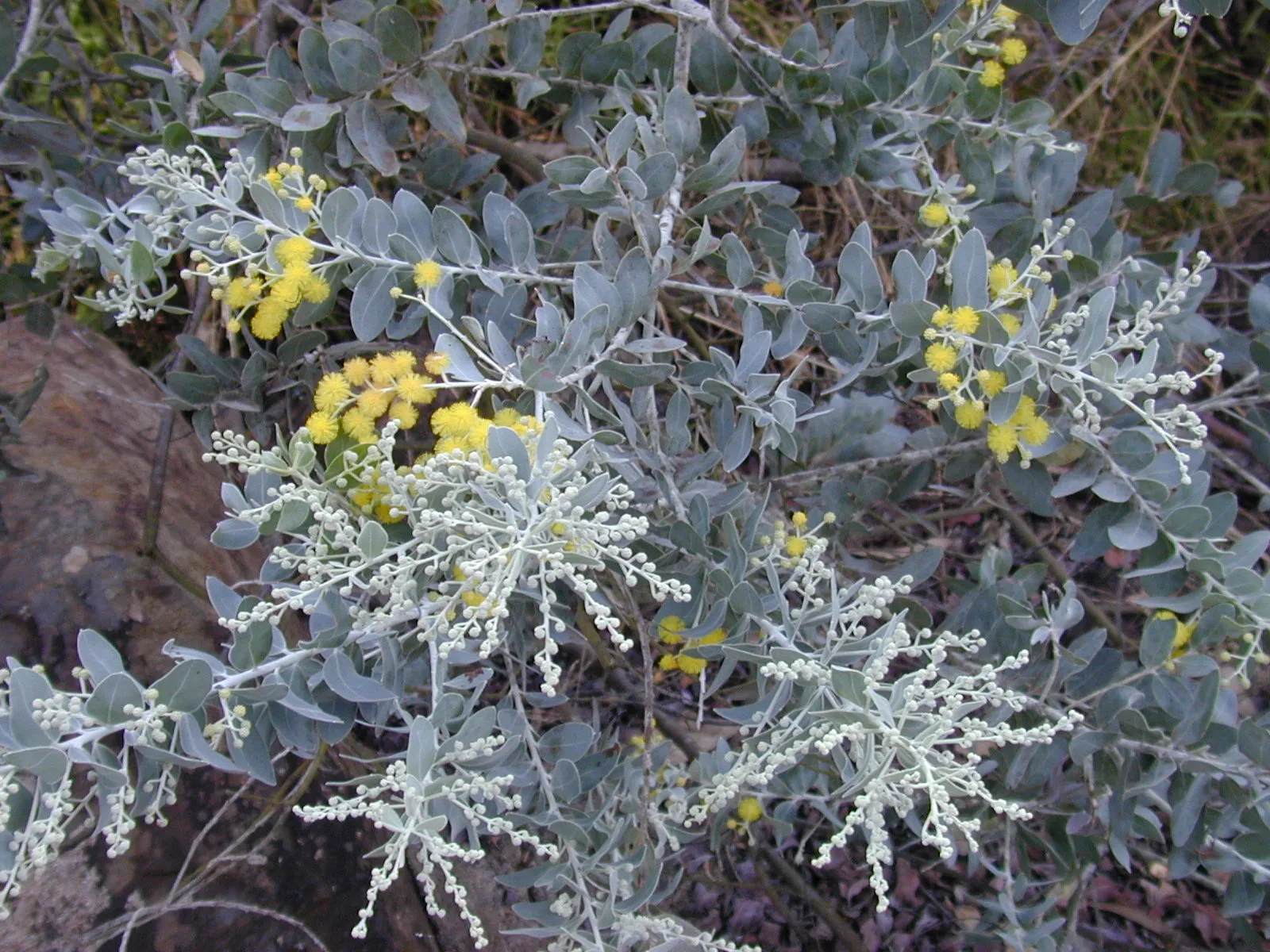 Queensland Silver Wattle  100 Seeds  Acacia podayriifolia  USA Company