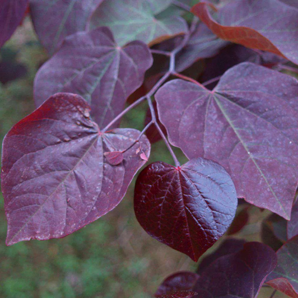 Redbud 'Forest Pansy'