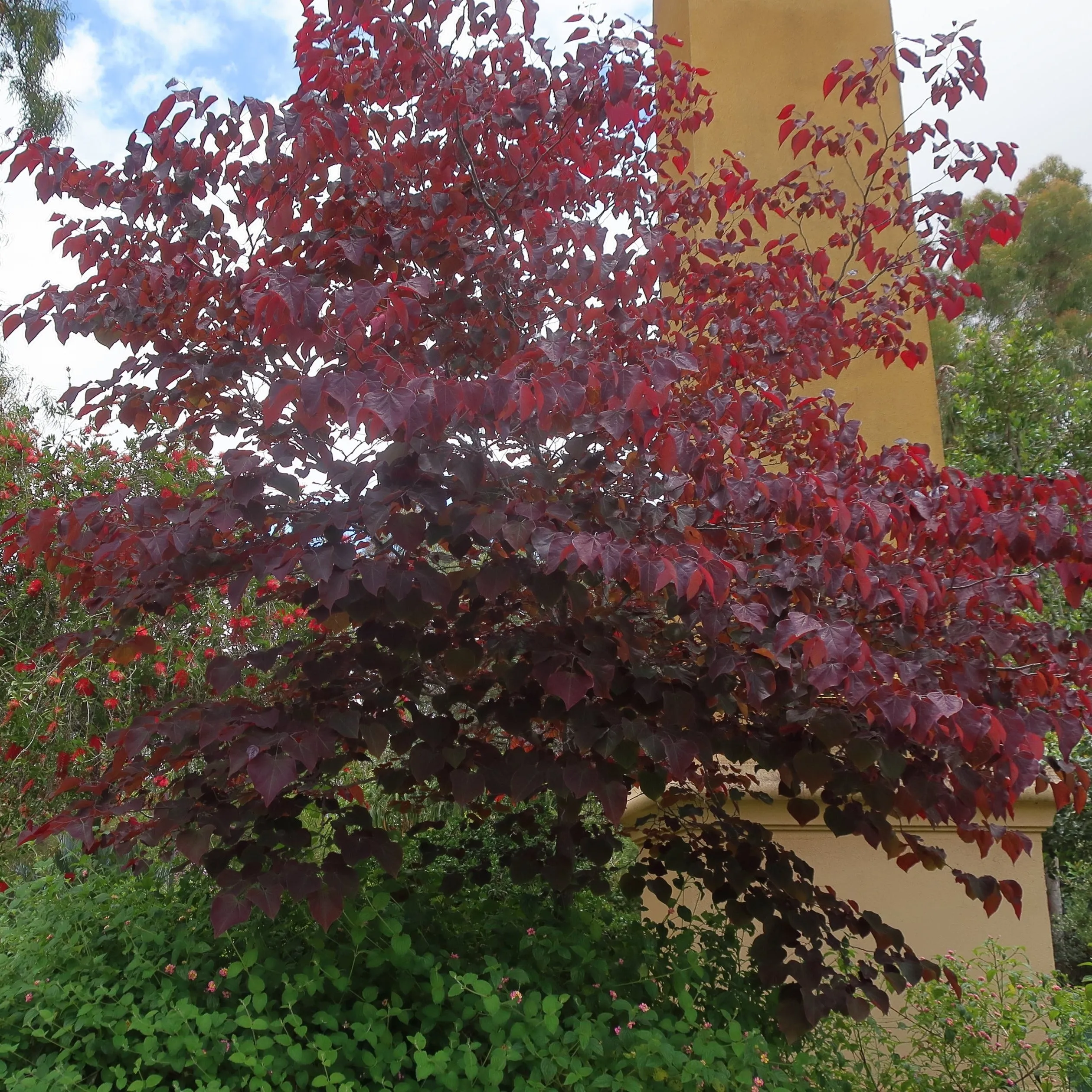 Redbud 'Forest Pansy'