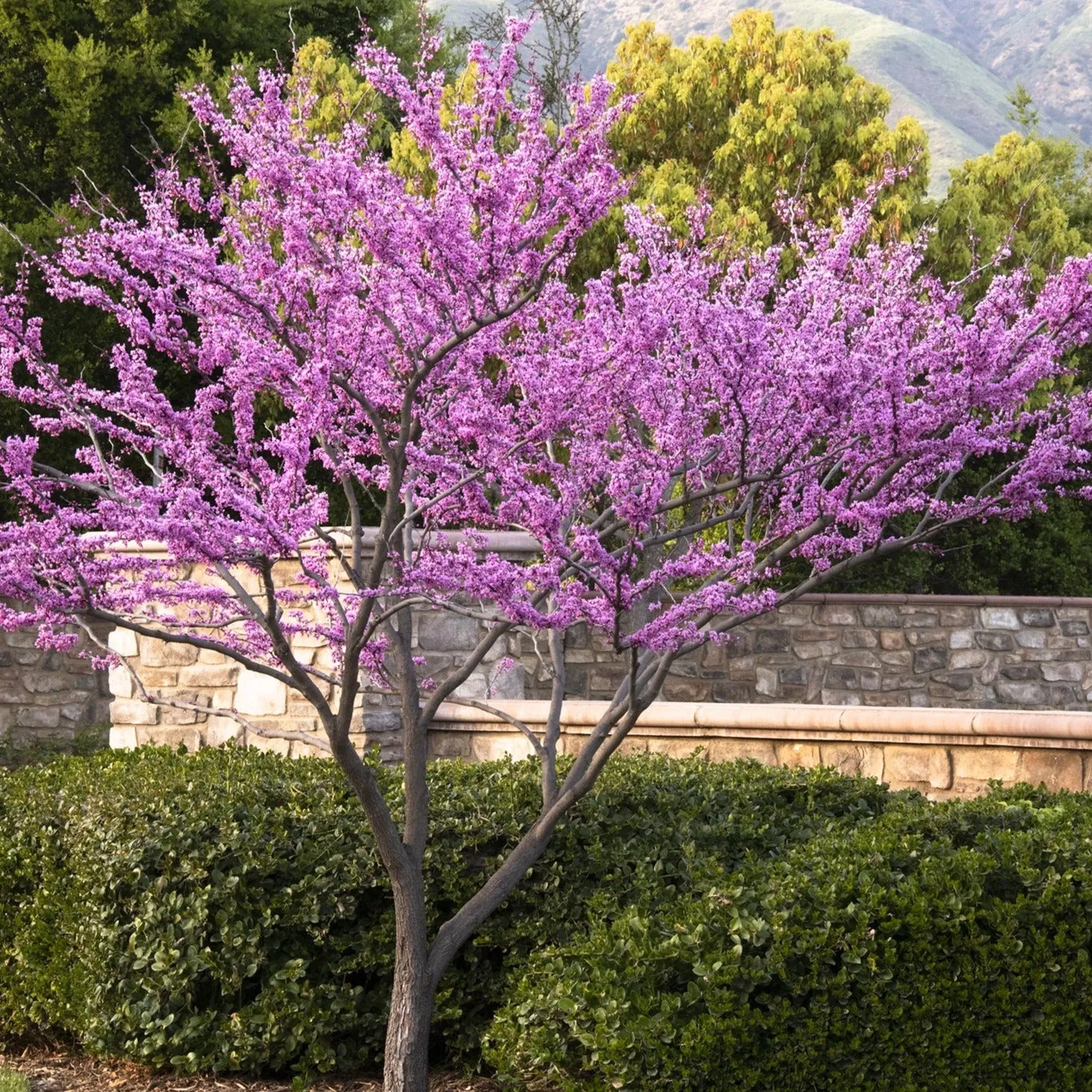 Redbud 'Forest Pansy'