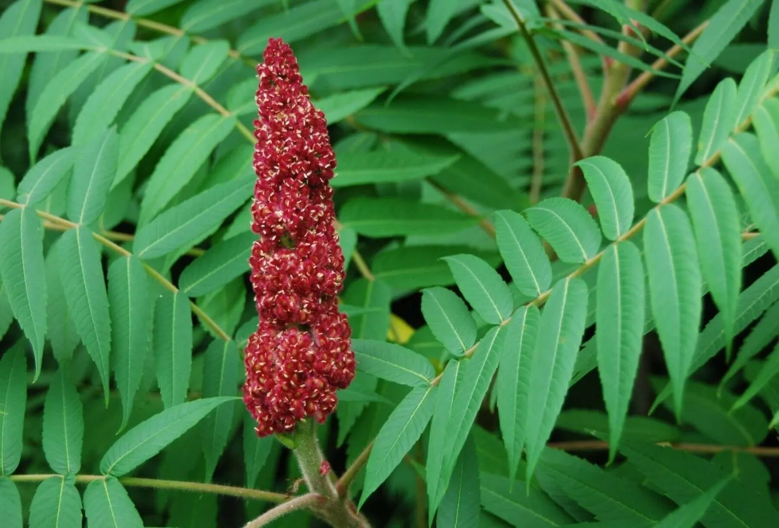 Smooth Sumac  1 Oz  2000 Seeds  Rhus glabra  USA Company