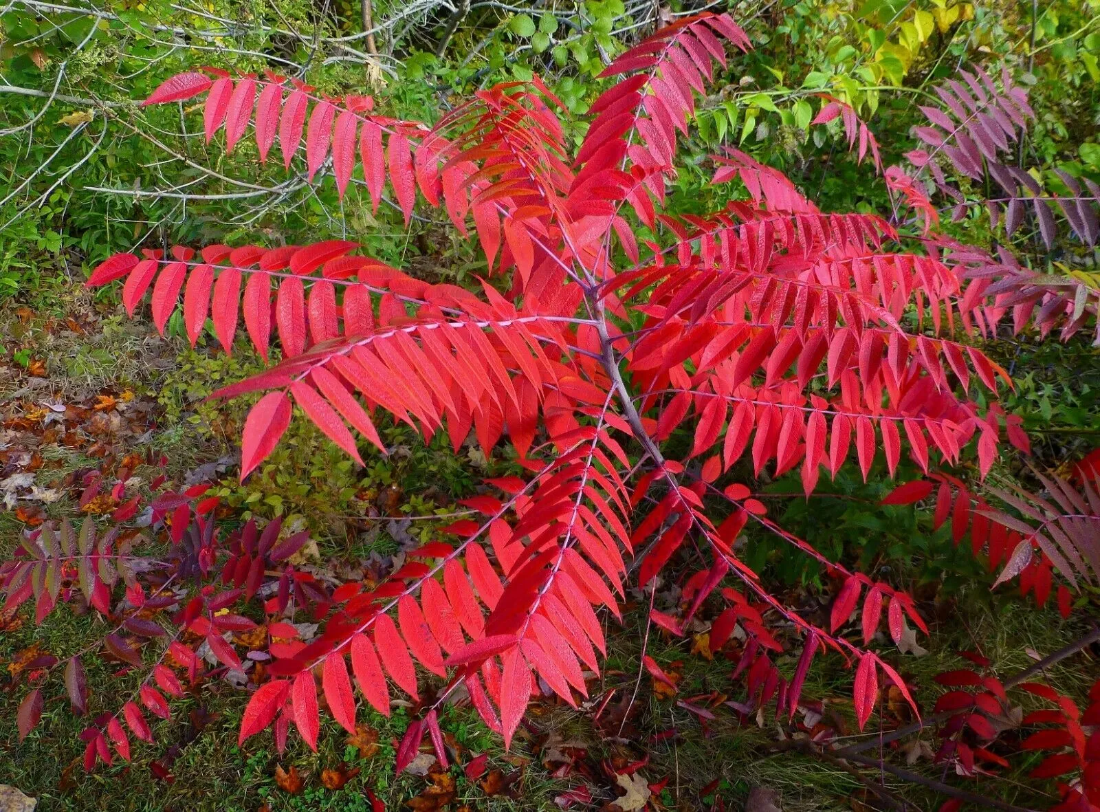 Smooth Sumac  1 Oz  2000 Seeds  Rhus glabra  USA Company