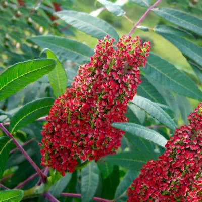 Smooth Sumac  1 Oz  2000 Seeds  Rhus glabra  USA Company