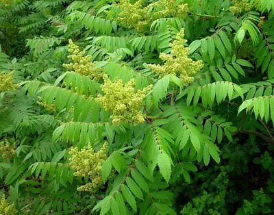 Smooth Sumac  1 Oz  2000 Seeds  Rhus glabra  USA Company