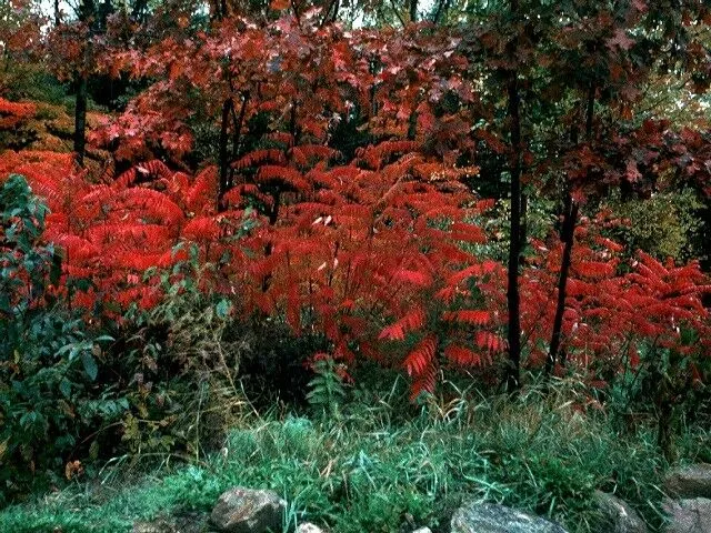 Smooth Sumac  1 Oz  2000 Seeds  Rhus glabra  USA Company