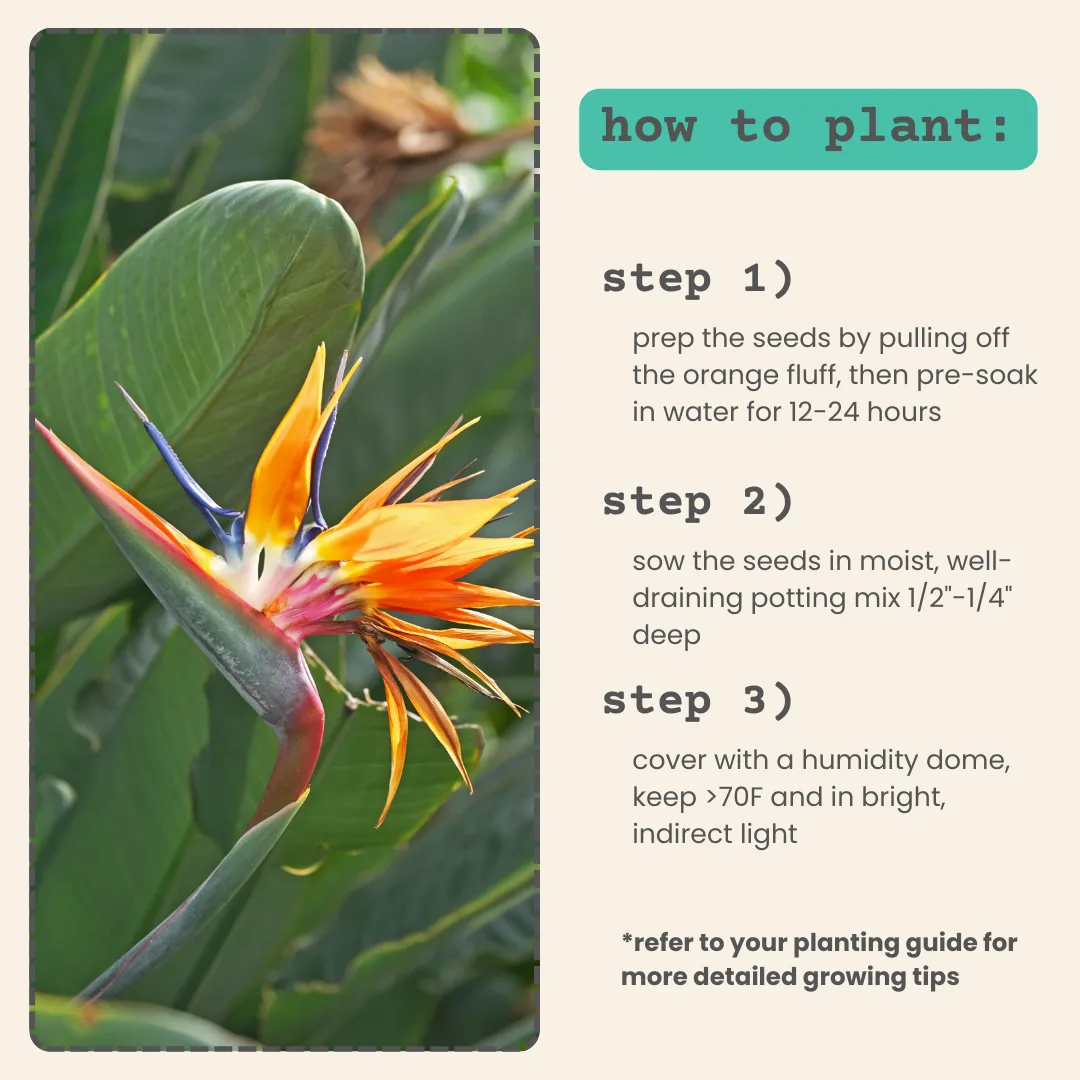 Strelitzia 'Bird of Paradise' Seeds